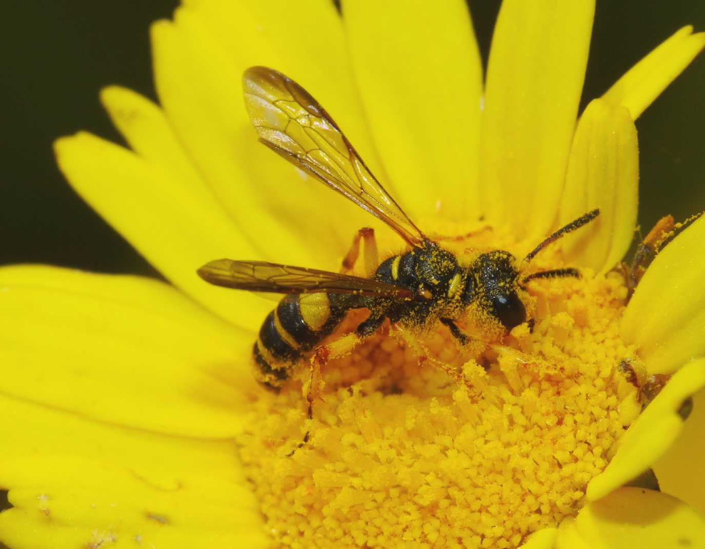 Cerceris quadricincta corsica (Crabronidae)